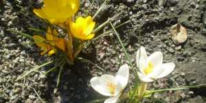 Все, что нужно знать о крокусах