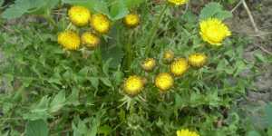 Полезные свойства одуванчиков