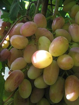 Укрываем виноград на зиму