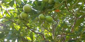 Такое страшное ядовитое дерево – цербера