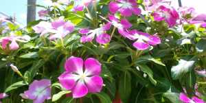 Катарантус