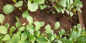 Мое выращивание рассады растений в теплицах