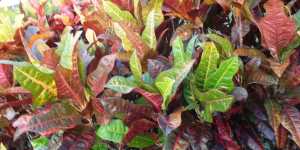 Кодиеум (кротон) в тропиках