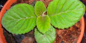 Глоксиния из семян. Начало выращивания