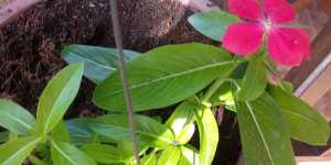 Винка от пересадки до цветения