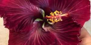 Гибискусы - кажется я "пропала"...