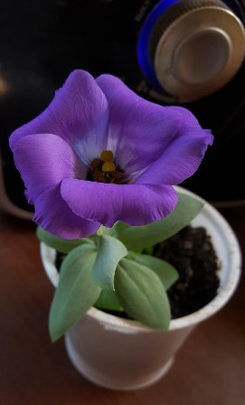 Эустомы - большие и маленькие