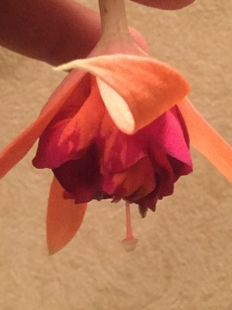 Мои первые фуксии