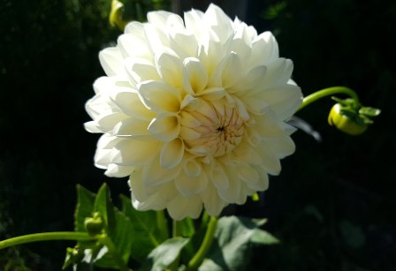 Георгин - король цветов