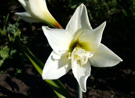 Гиппеаструм цветет "букетом"