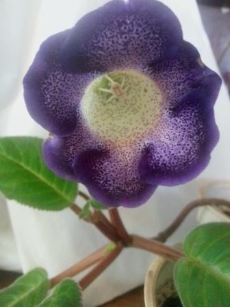 Сюрпризы от глоксиний