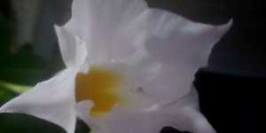 Дипладения