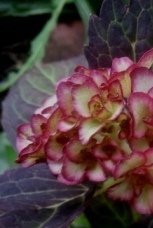 Гортензии - не думала. не гадала...